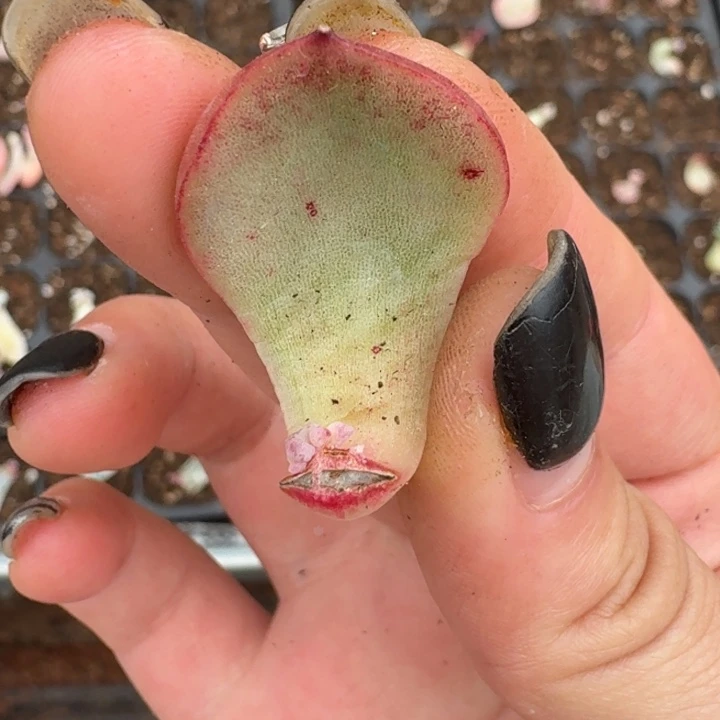 一物一拍好看好看好看12