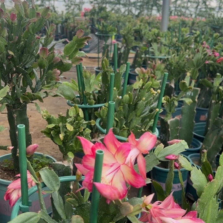 多***点9号026粉000000000