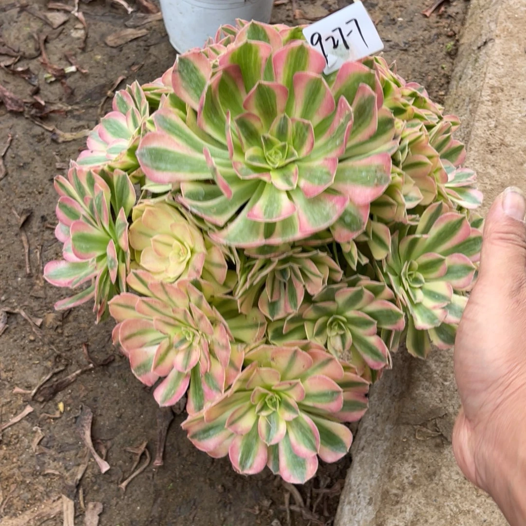 9-27-7雨荷法师锦多肉