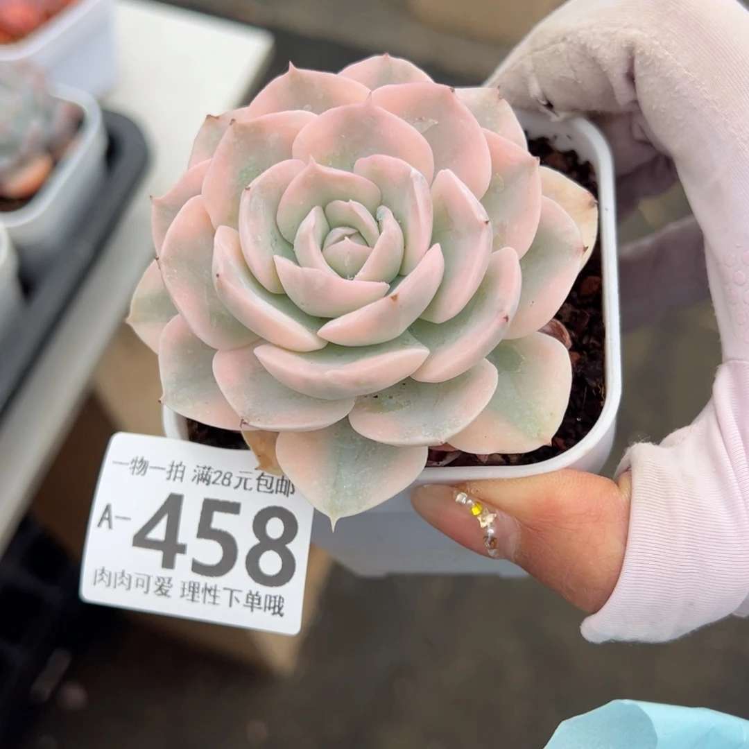 鲁氏锦多肉多肉多肉多肉