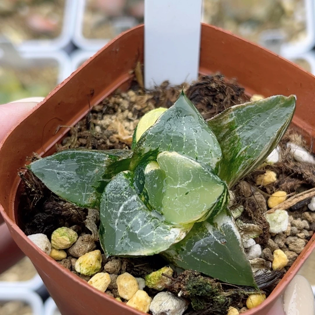 101龙禧克锦带仔福利专场