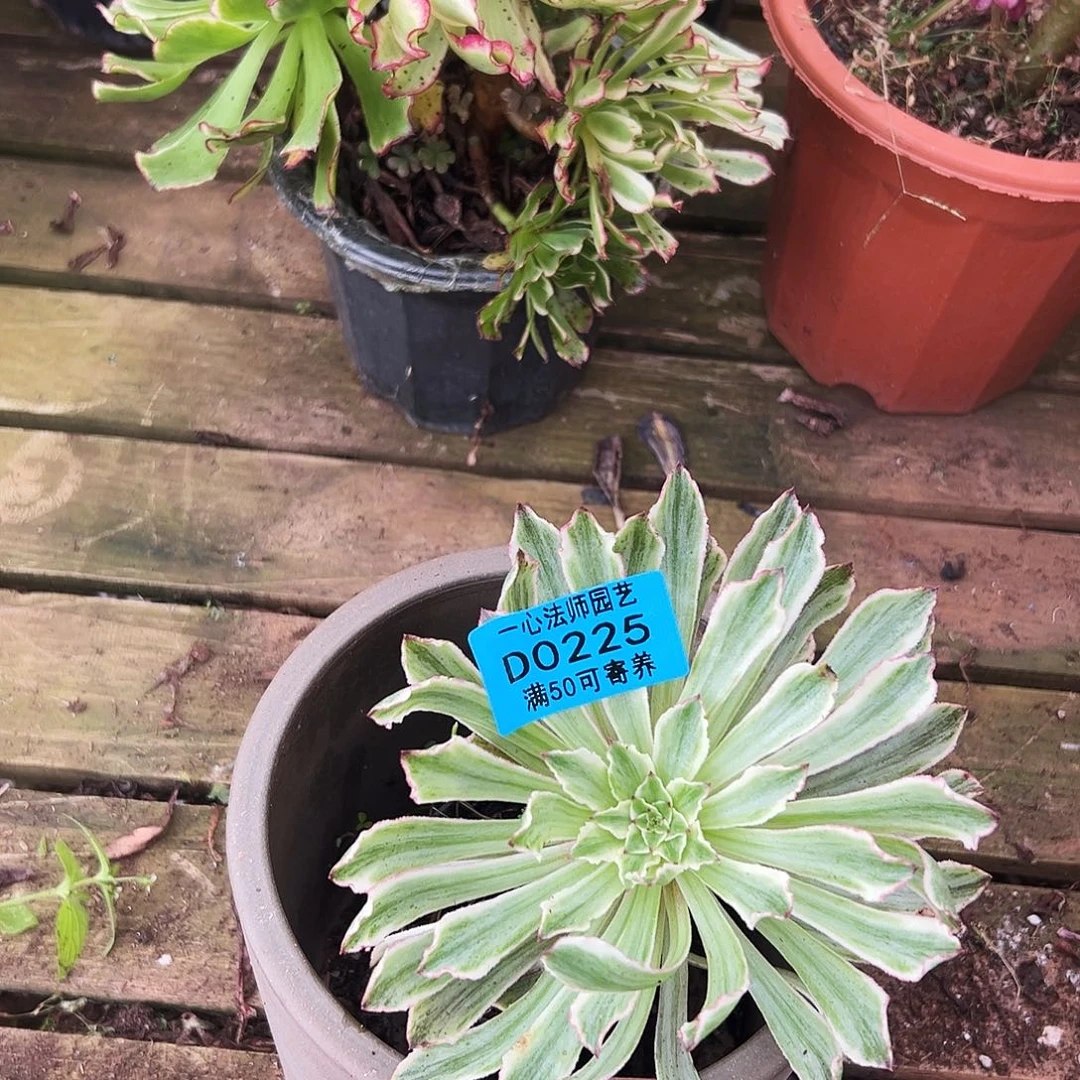 多肉植物多肉植物0225