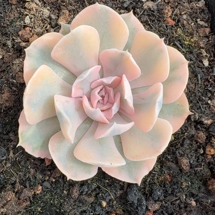 利比里亚一物一拍