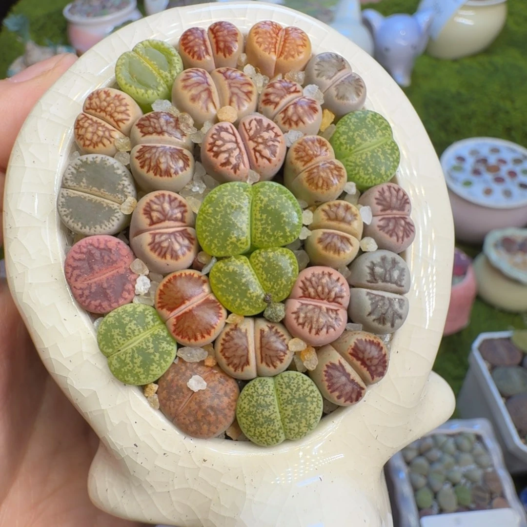 多肉植物福利冲575