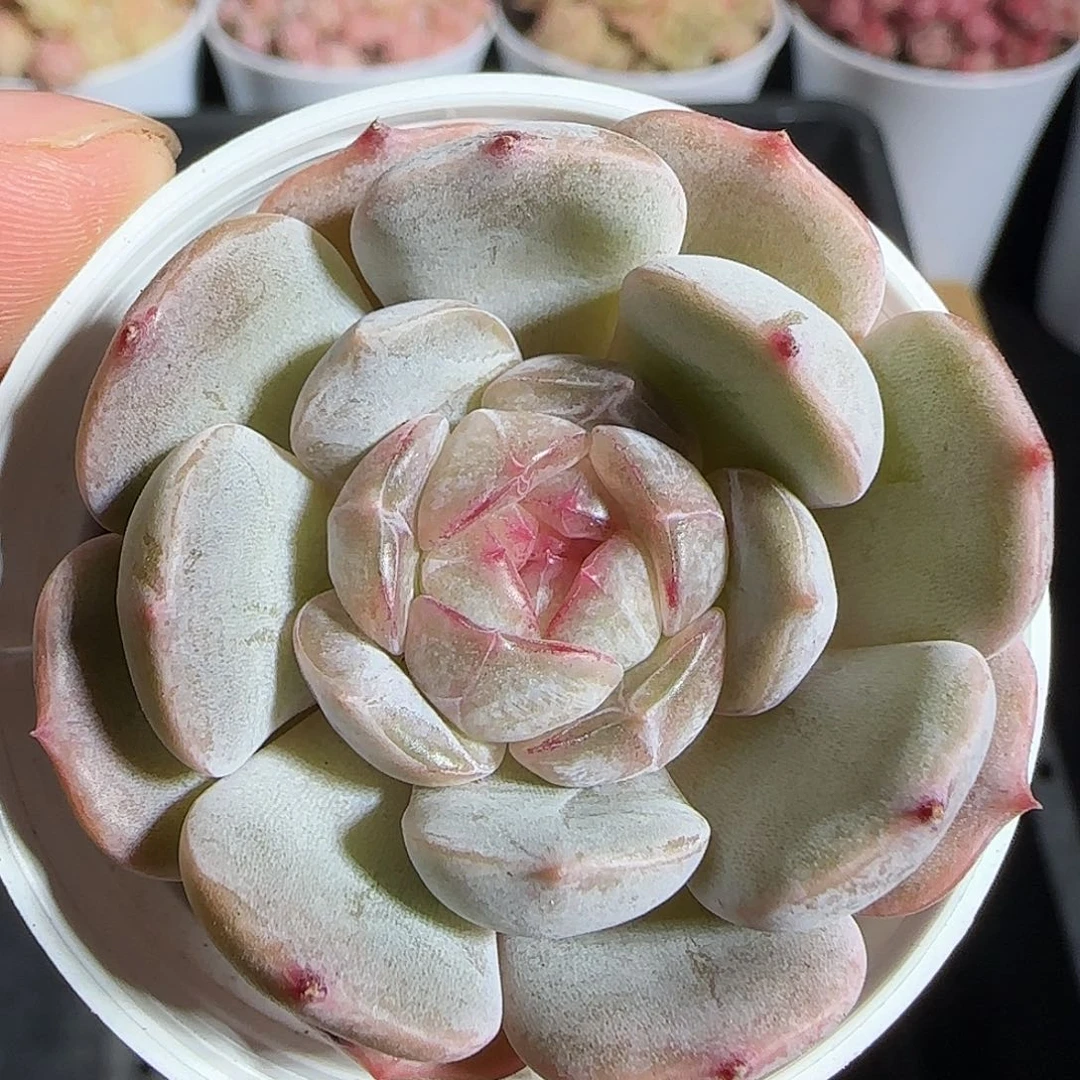 多肉1218-19白恋白恋