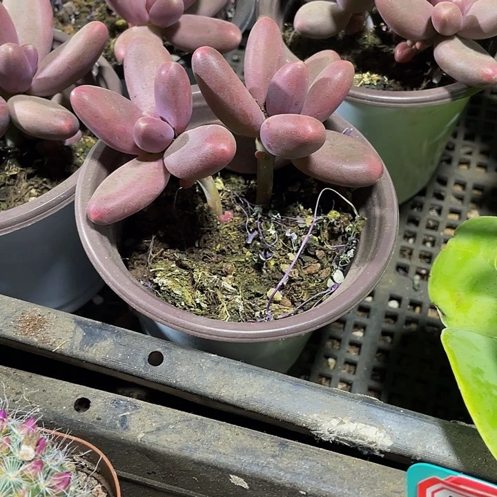 双头90盆糖果美人