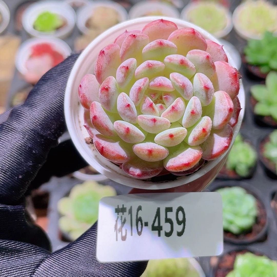 花利美16-459哈尼