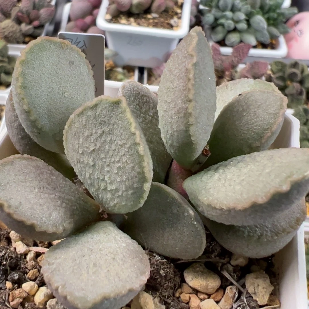 琉璃磨砂蛋多头纯木质桩多肉植物水泡