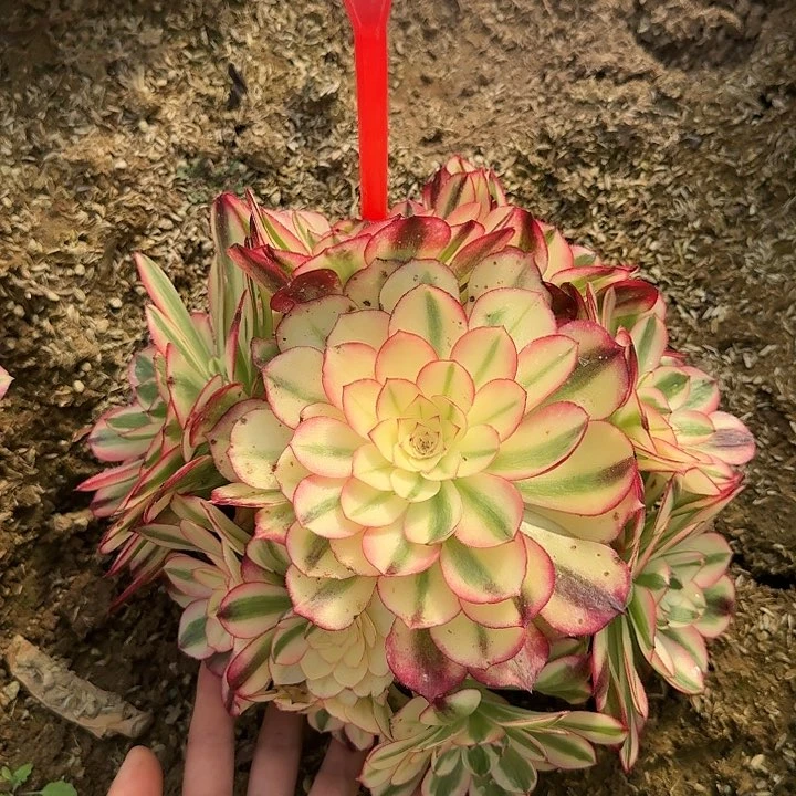 小****員5-32倾城多肉法师