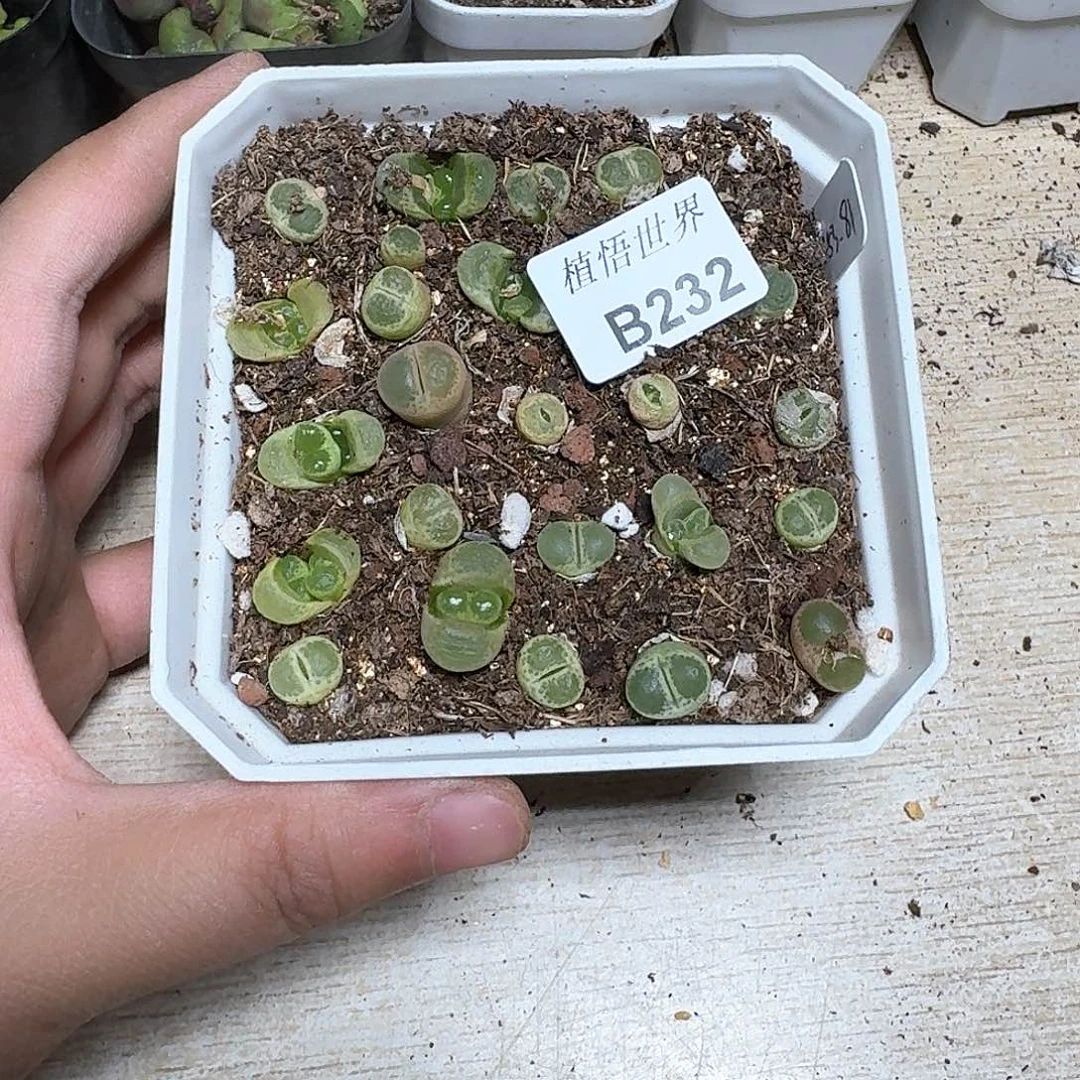 232盒多肉植物哇dv