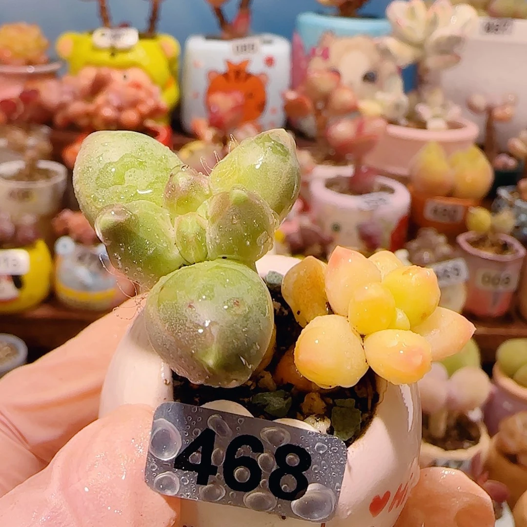 T老桩天空美人锦盆口2.5cm