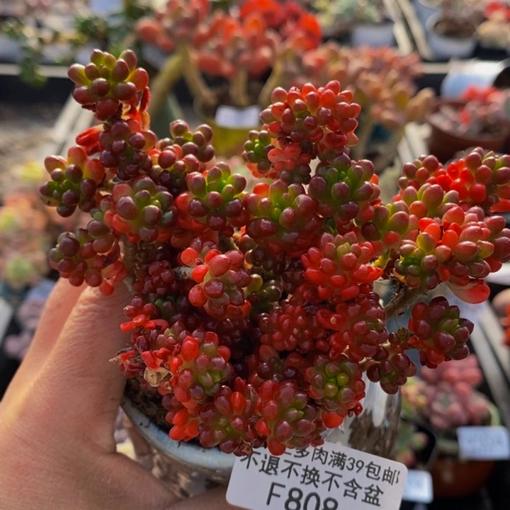 红浆果散拼808多肉植物