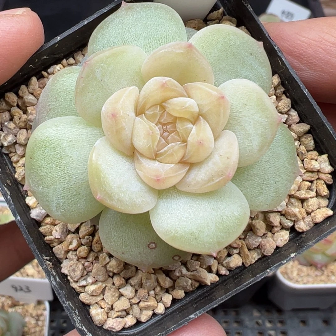 421号风花雪月系列玉瑶