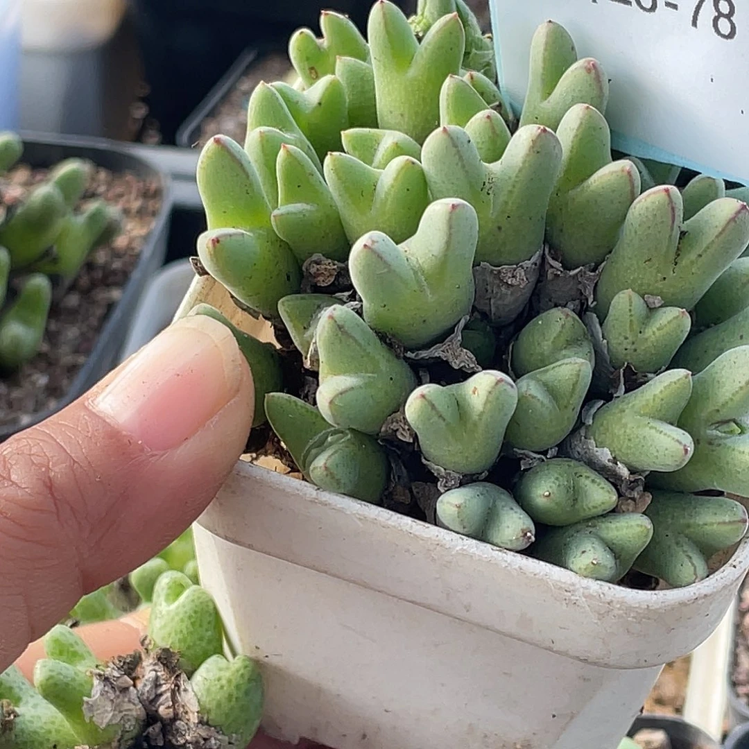 小***灰28-78肉锥多肉植物