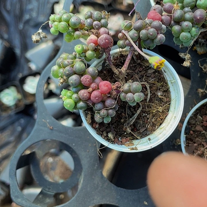 小圆盆紫葡萄带盆