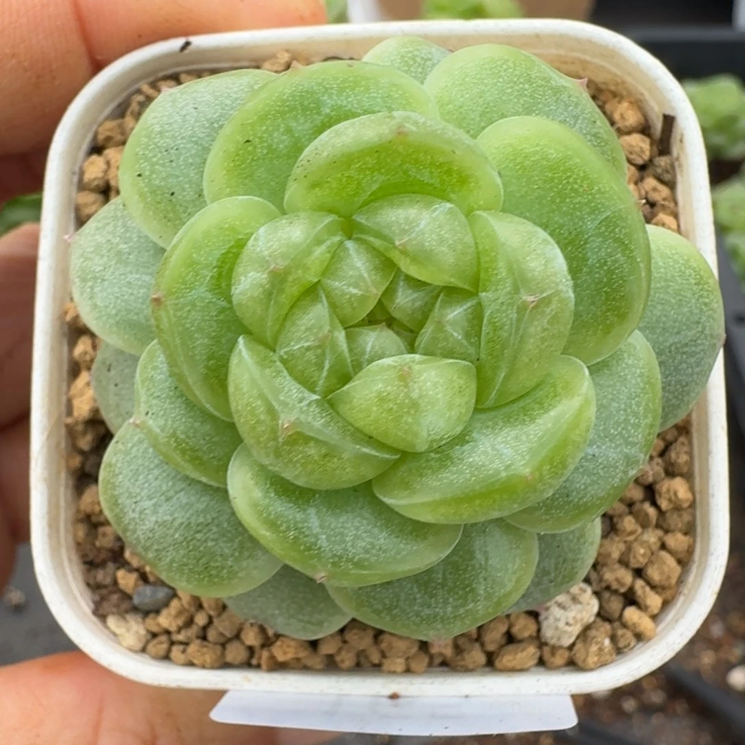 一物一拍一物一拍1109-165