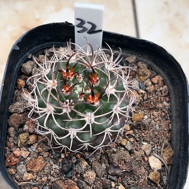 逆豹32号一物一拍