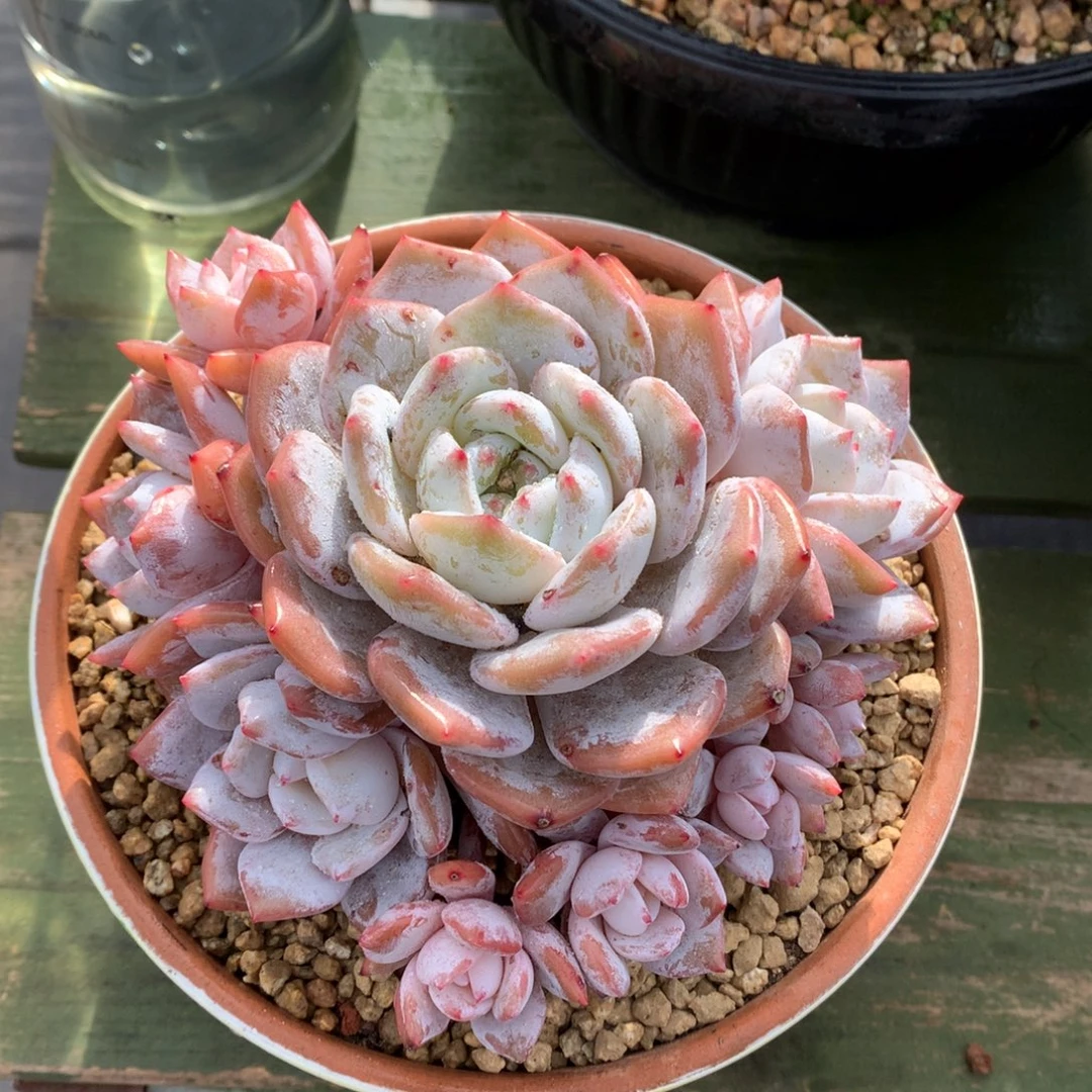 我们家的小仙女们