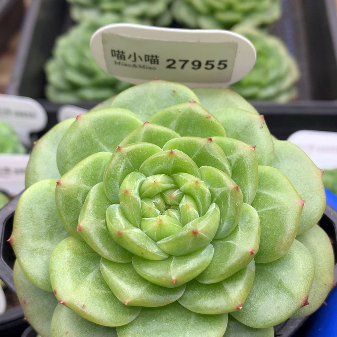 多肉植物杂交珍妮