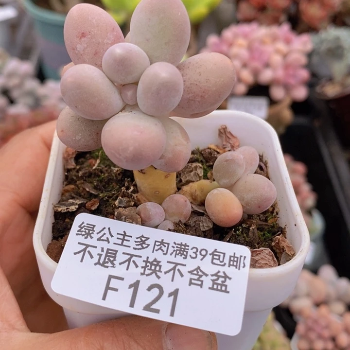 手指奶121多肉植物