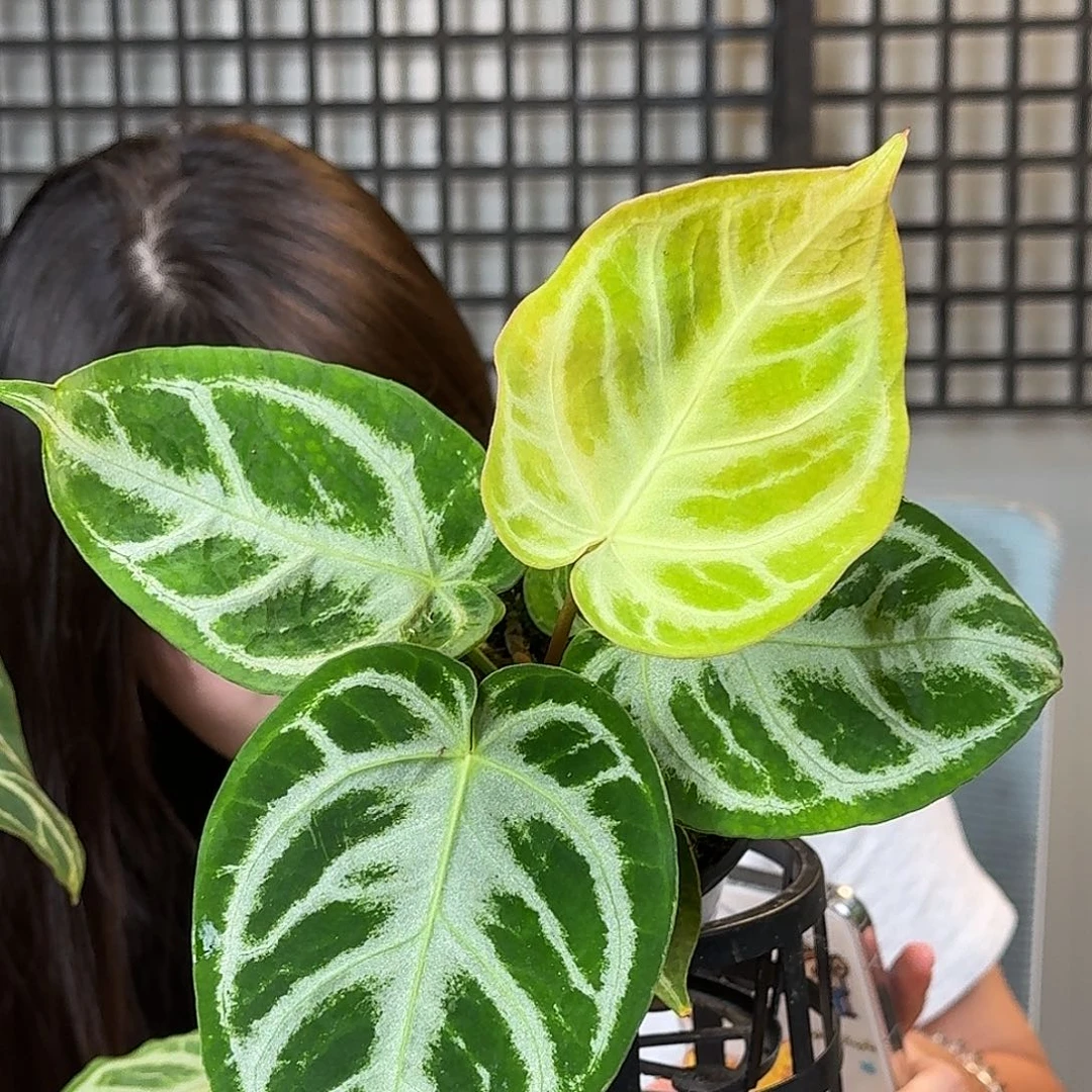 无花朵*️****一物一拍U38