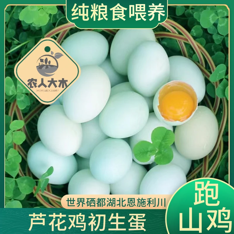 湖北恩施高山纯粮食喂养跑山鸡芦花鸡初生蛋