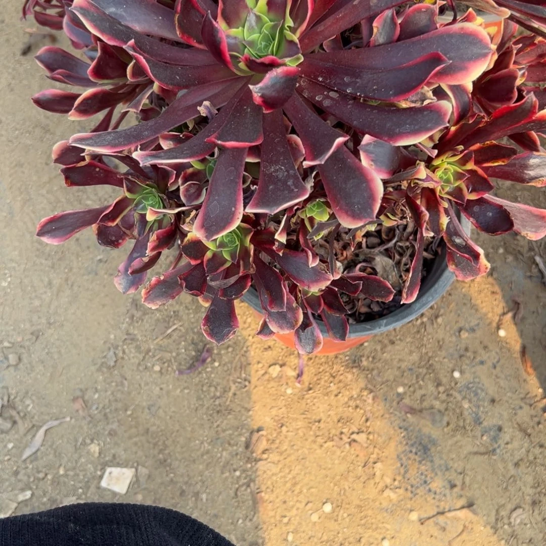 680欧佳丽多肉植物法师多肉