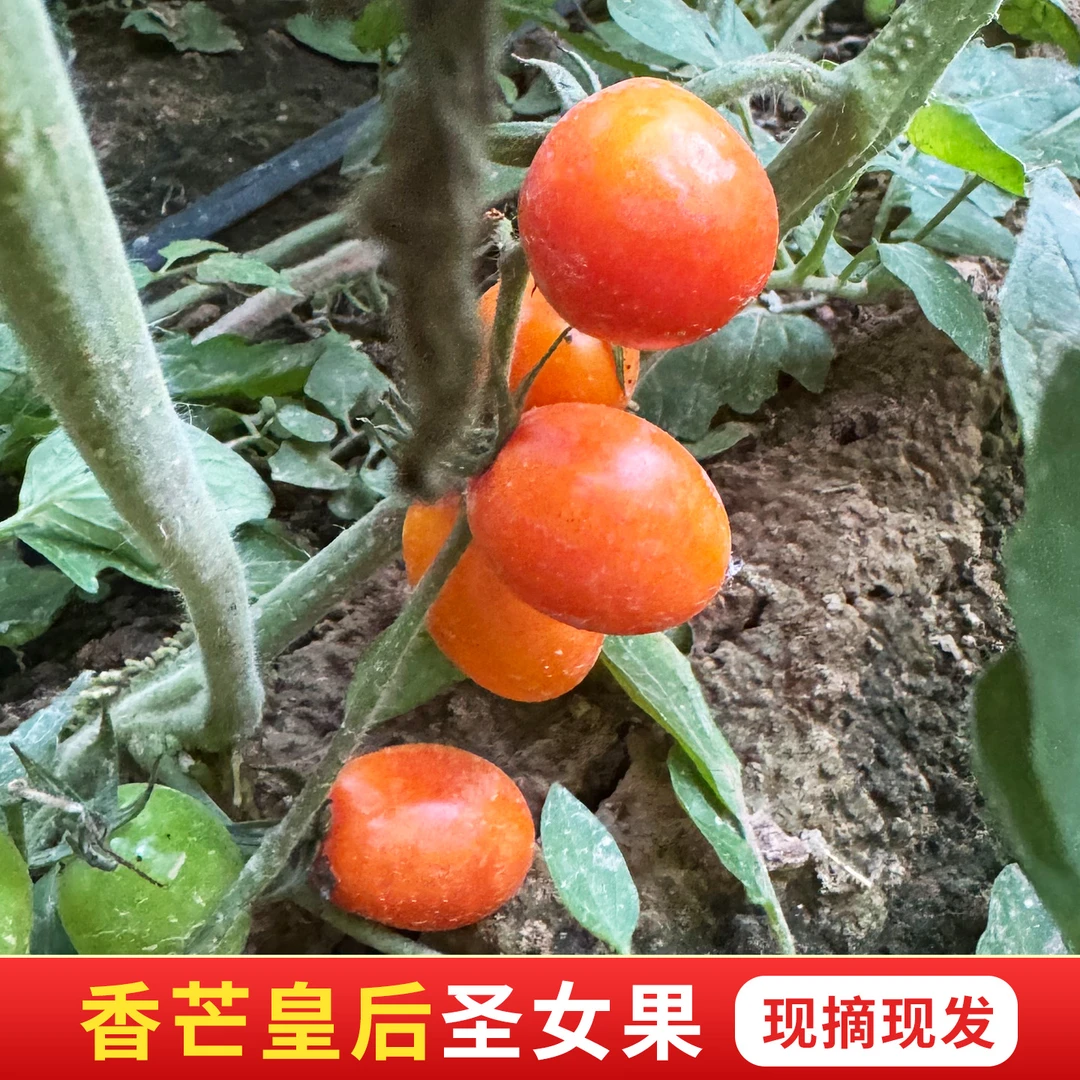 山东莘县头茬香芒皇后橙色圣女果新鲜现摘小番茄酸甜生吃小西红柿