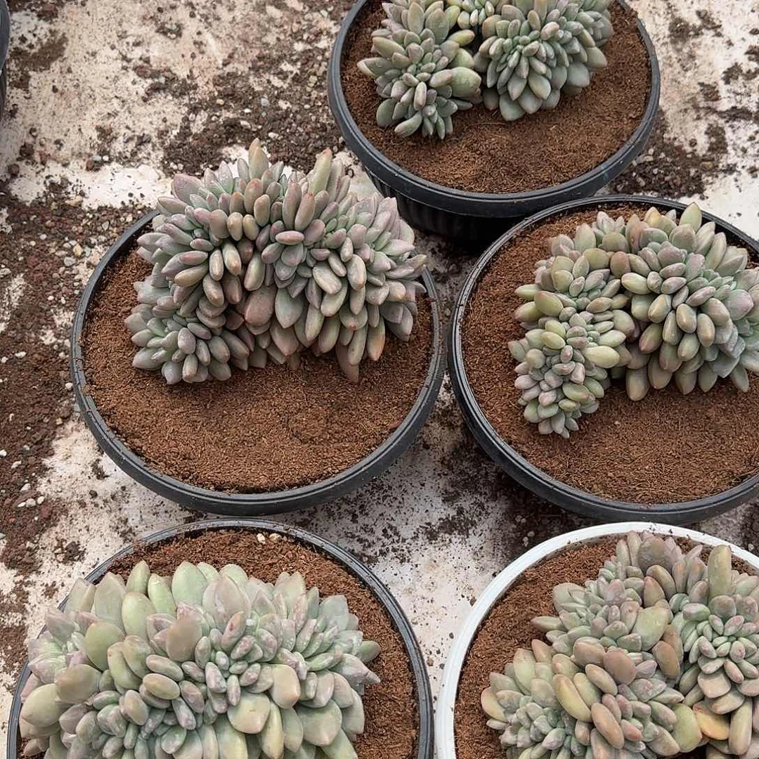 桃花源缀化多肉植物