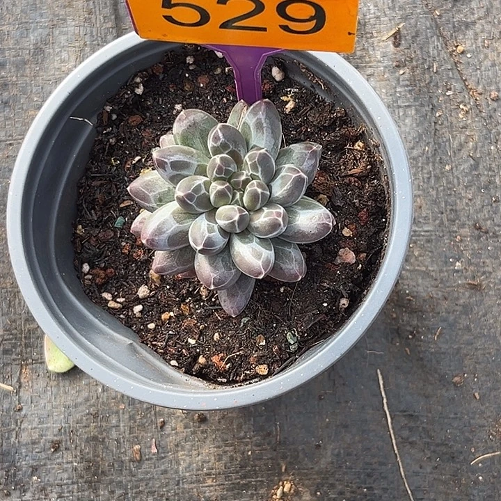星***九多肉植物申公豹529