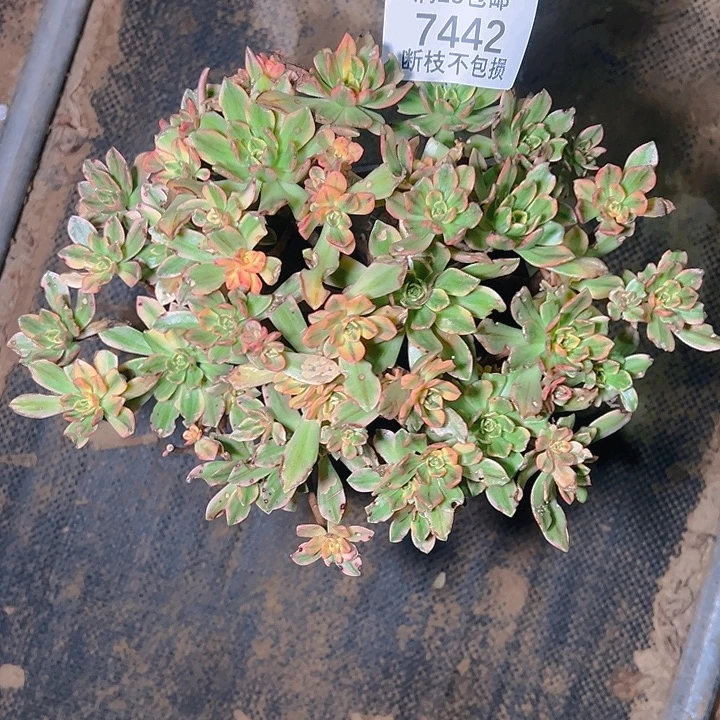 7442甜茶多肉植物