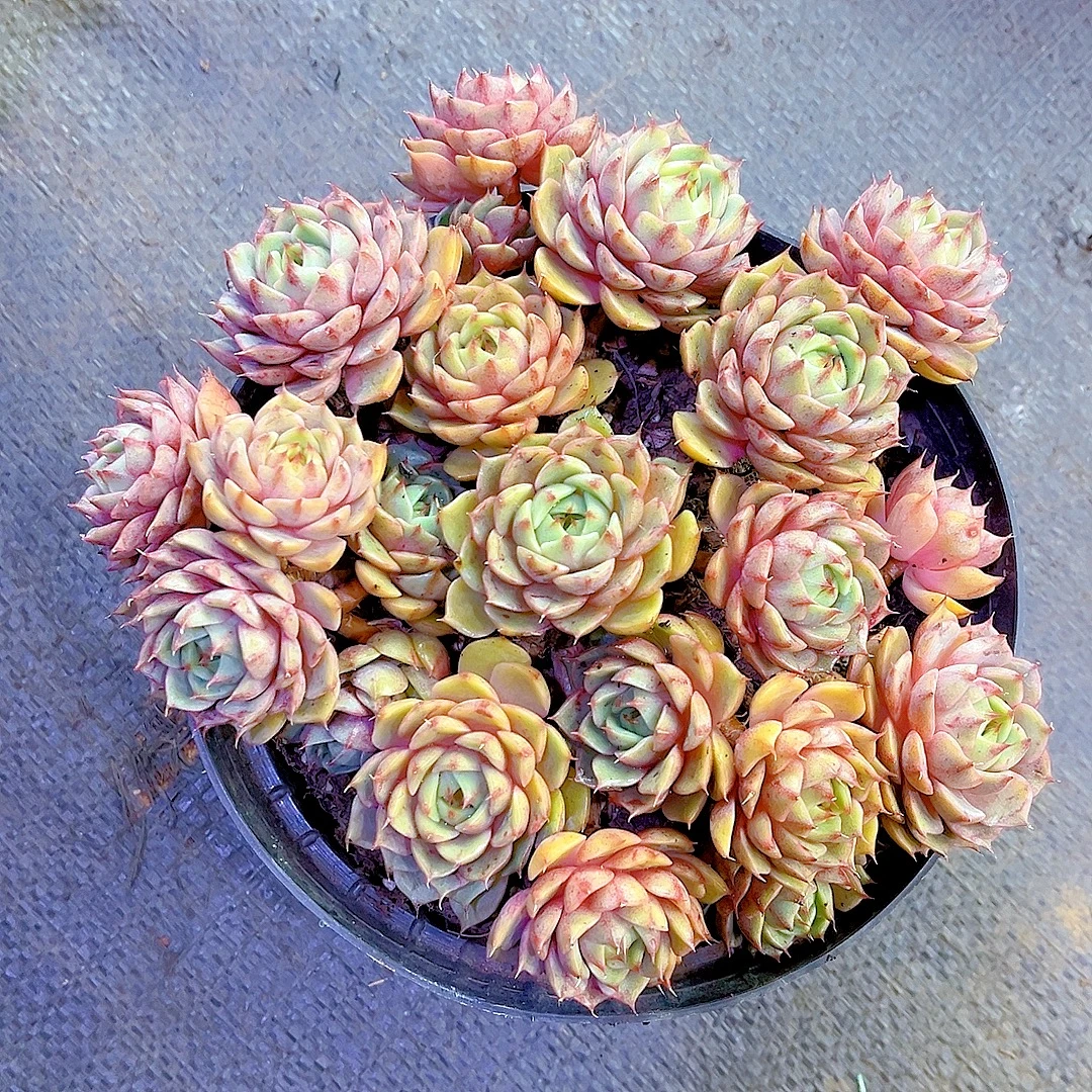 满15包邮（精品笨吧）多肉绿植 吸甲醛 防辐射 净化空气