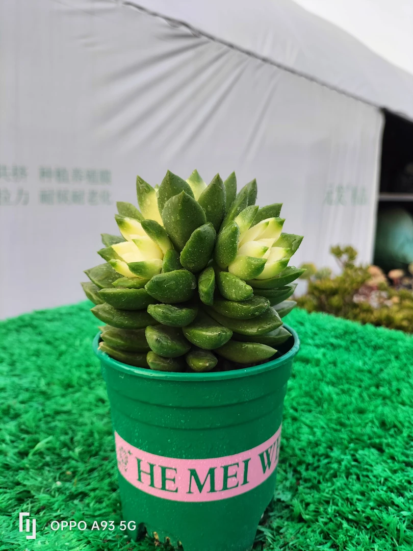 千佛手锦多肉植物防辐射好养可放办公室桌面