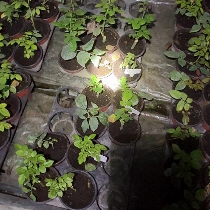 无花朵克劳迪亚扦插小苗