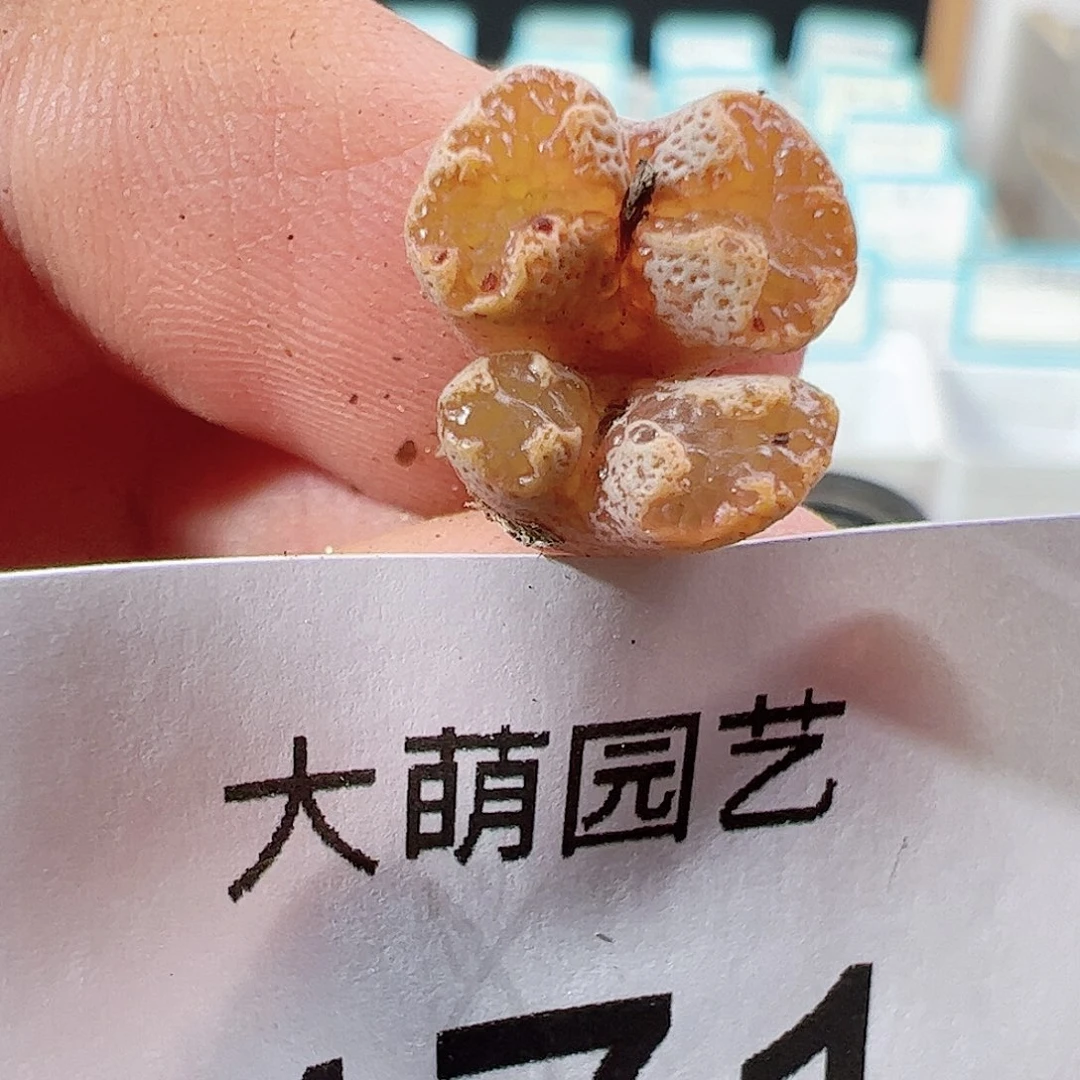 0000471 一物一拍……