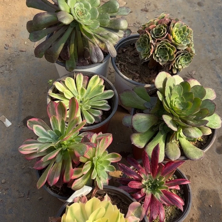 白凤多肉法师5318