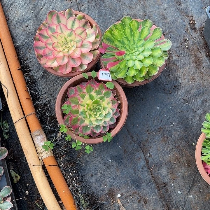 s***莹三颗小苗多肉植物1013