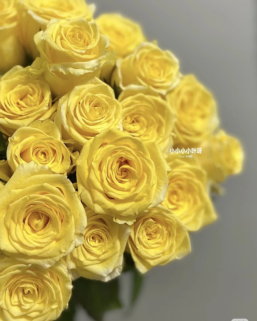 10支 黄精灵玫瑰云南基地直发 任意两单起发