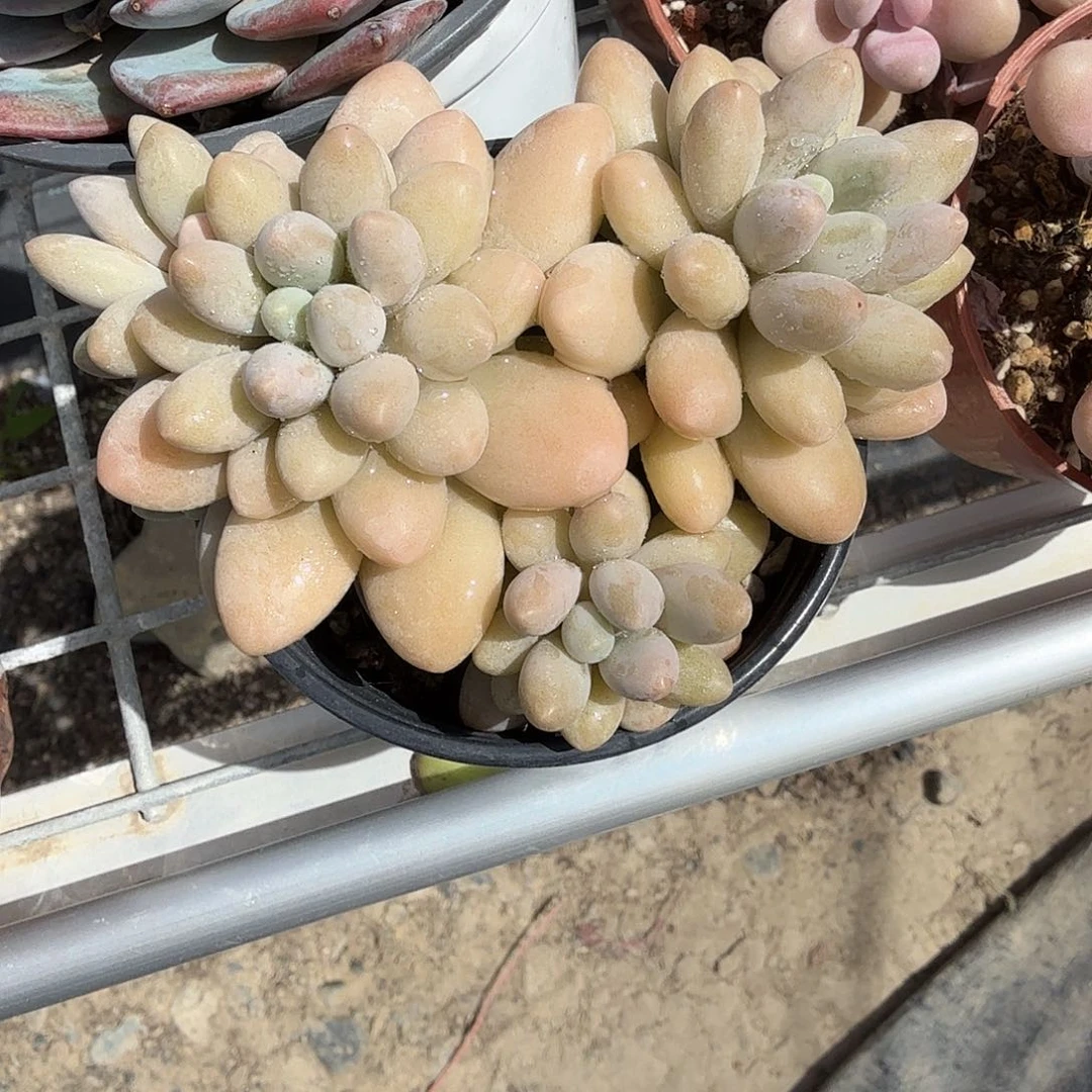 粉色恋人多肉植物