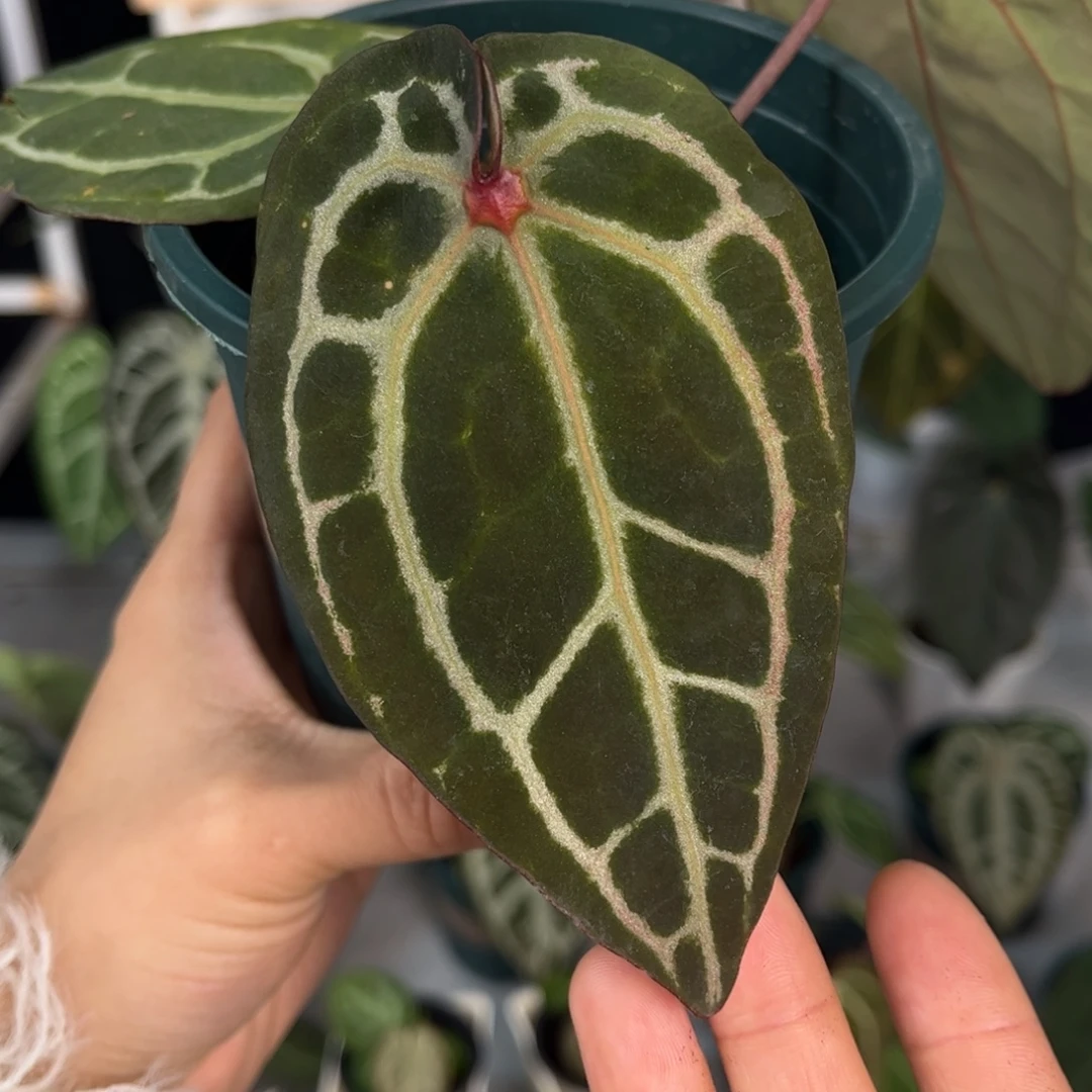 无花朵012 红水晶