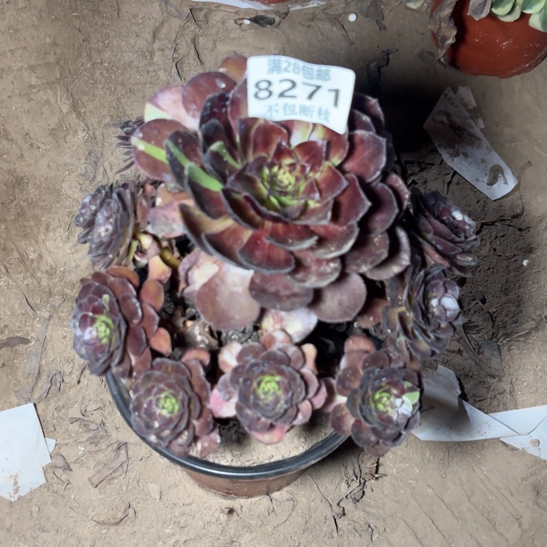 M. 8271黑美人多肉。bab