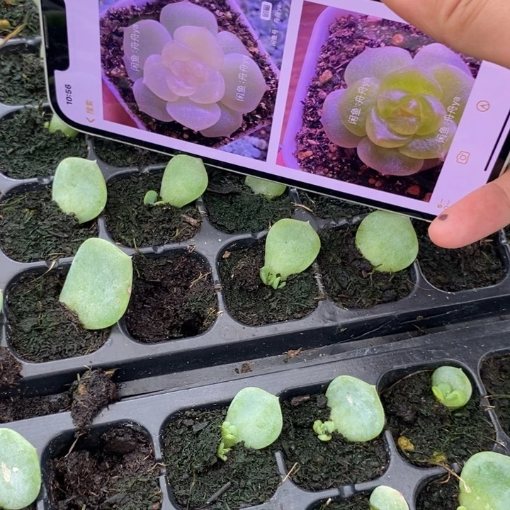 谪仙芽苗一个多肉