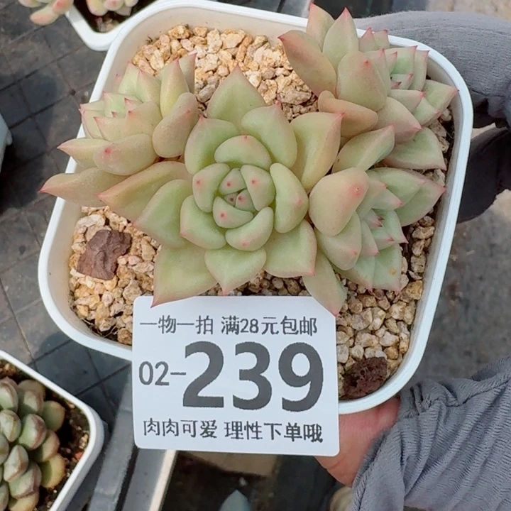 黄金象牙无盆土发货多