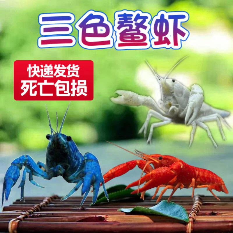 观赏虾斑马鱼观赏鳌冷水观赏宠物苗活体小龙鳌虾