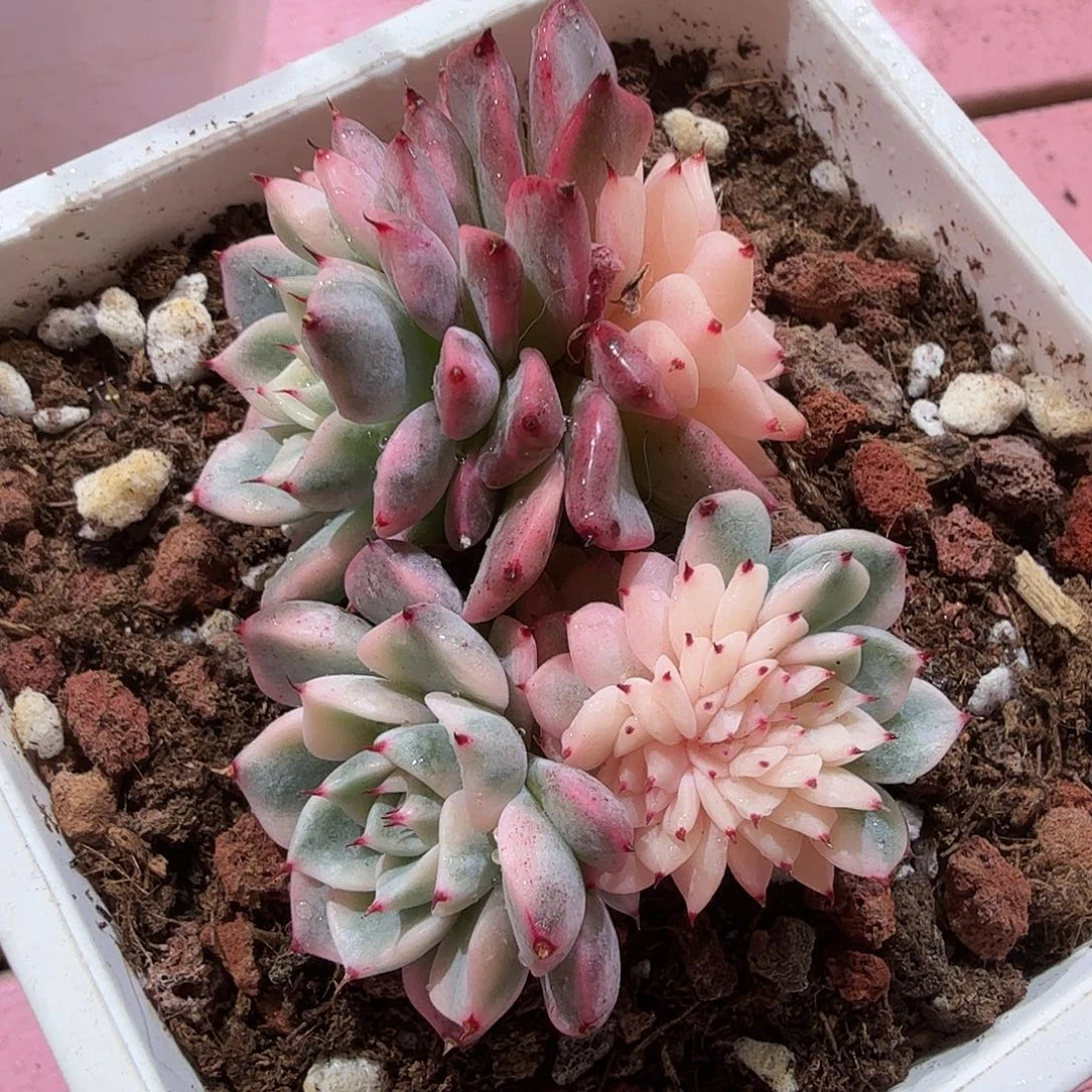 沙罗姬锦缀，多肉植物