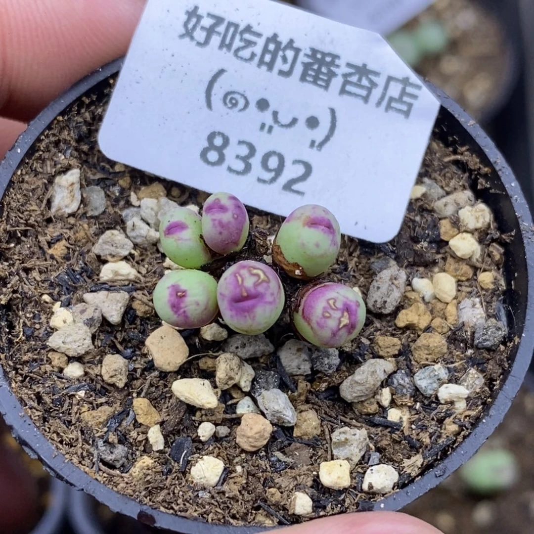 8392。默认脱土。18包邮。偏远88包邮