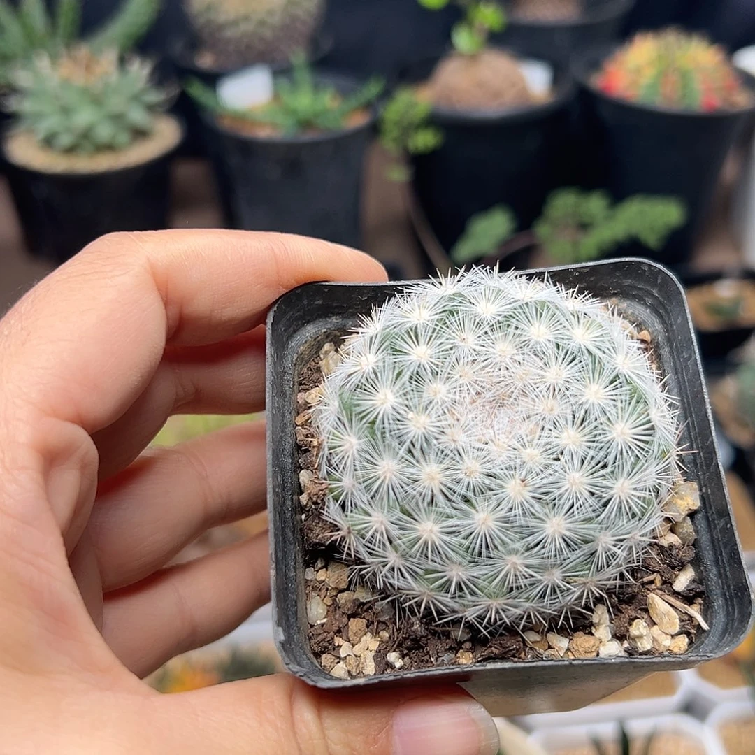 满月实生球一颗一颗