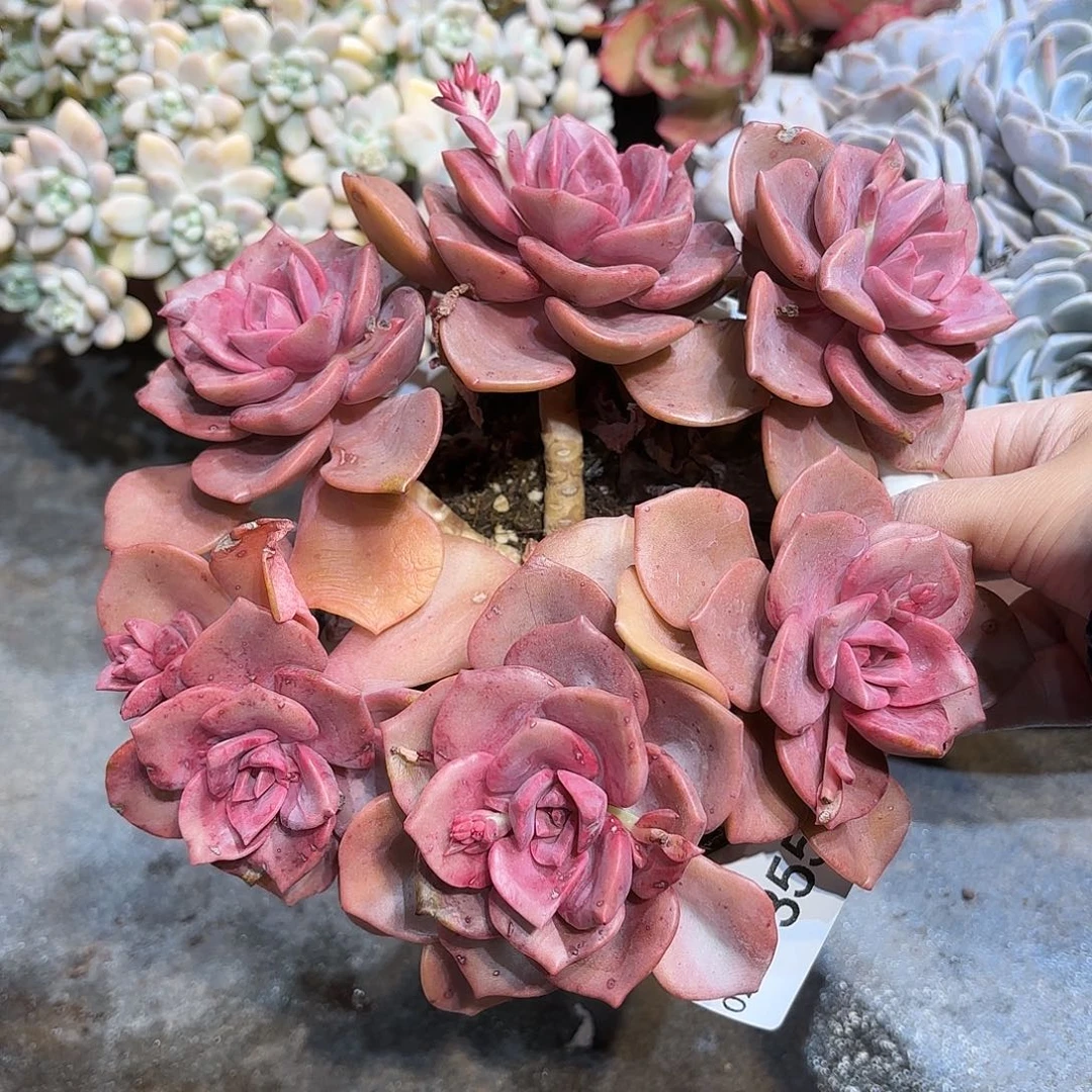 同温层多肉琉璃盏355