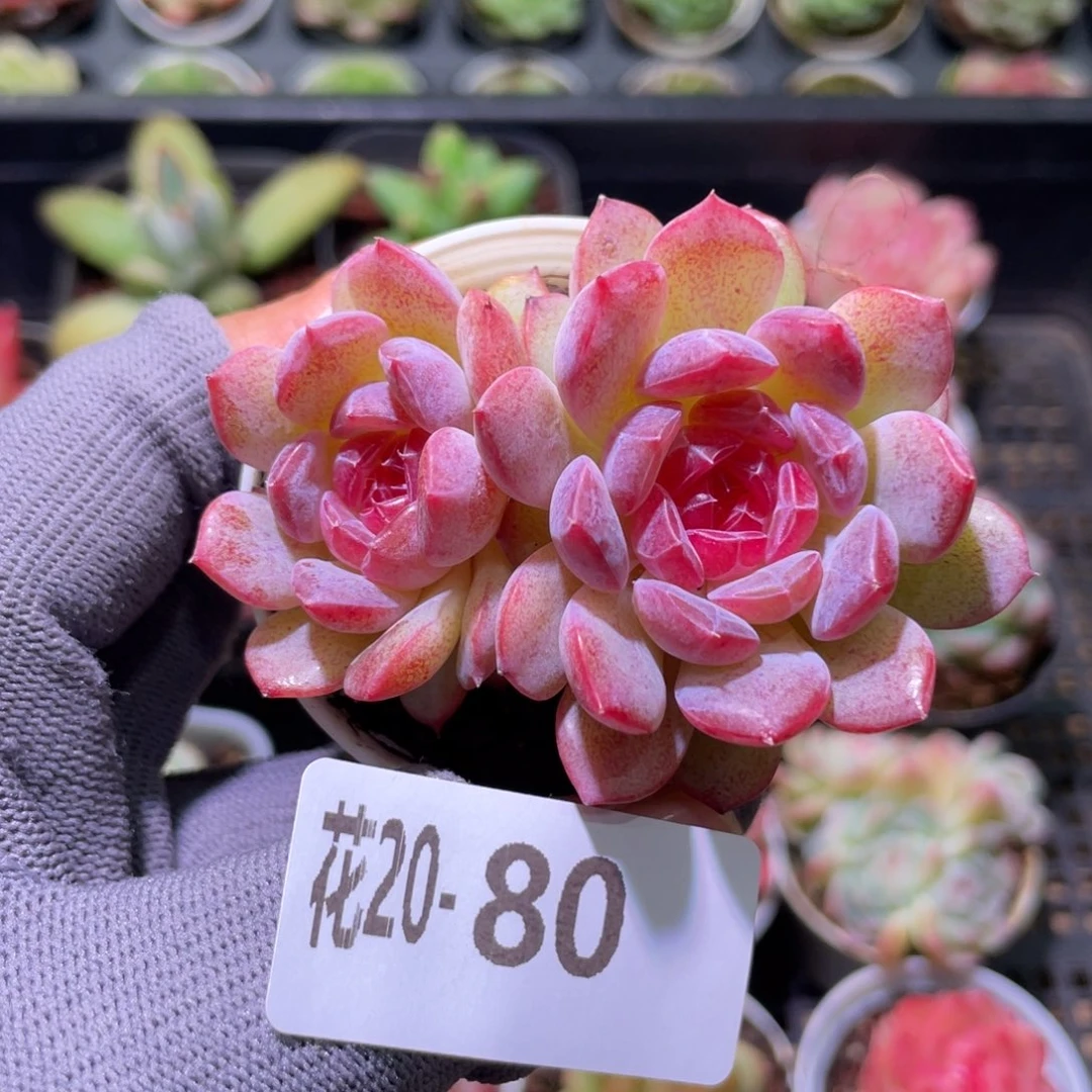 花利美20-80新品