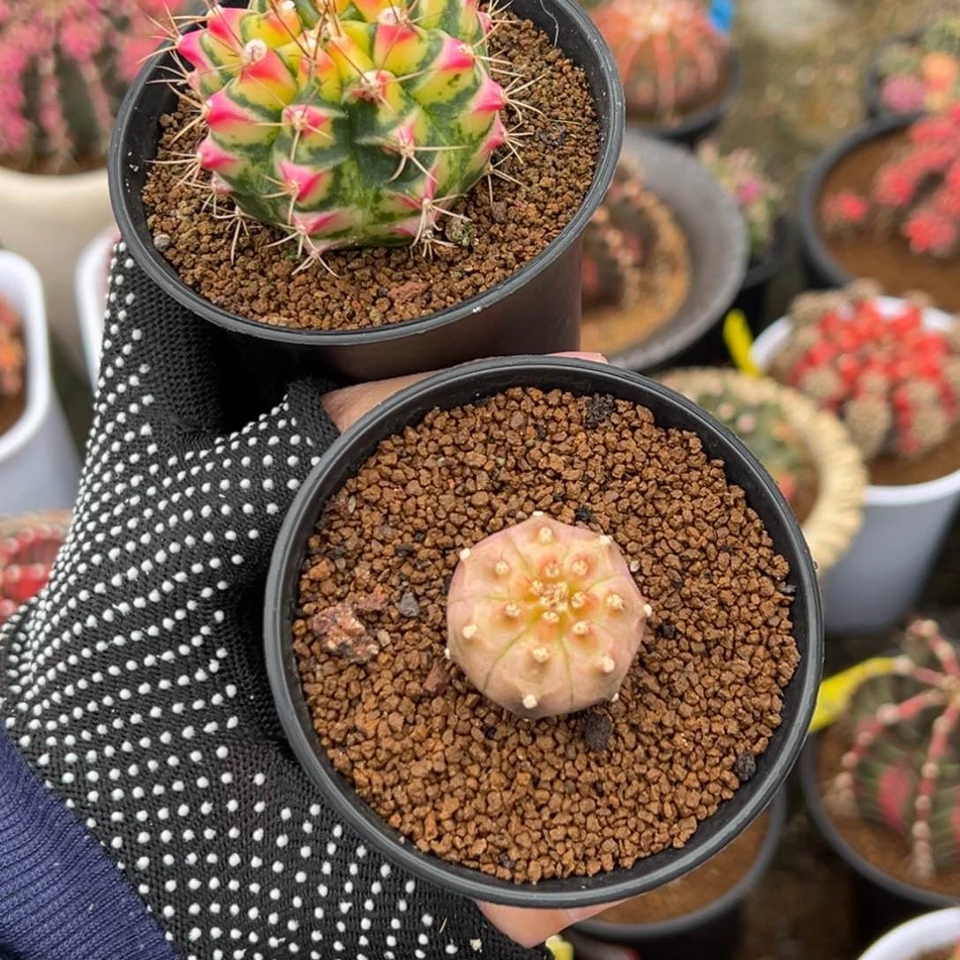 大*儿泰系侧芽花田和白锦轮回520